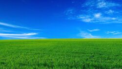 HD wallpaper green grass under blue sky nature
